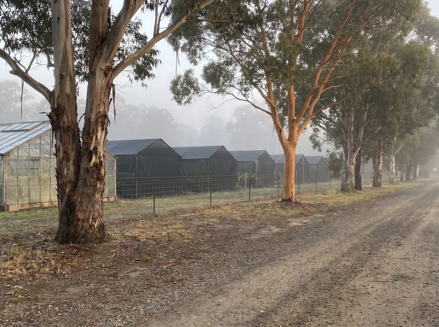 A quiet gravel lane beside rows of nursery shade houses and a glasshouse in the morning fog